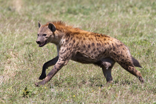 Running spotted hyena in the Serengeti National Park in Tanzania