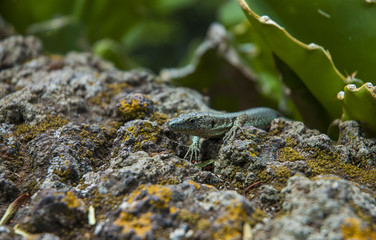 Lizard on the stones