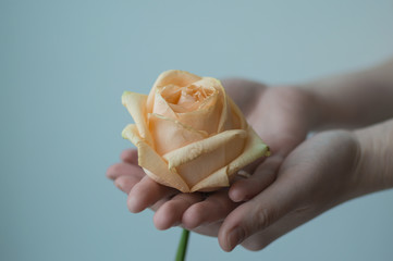 Atmospheric toned photo of the feamale hands holding withering rose on the single color background. Care concept.