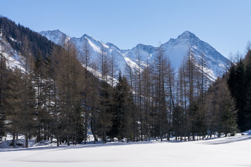 Winterwald in Osttirol