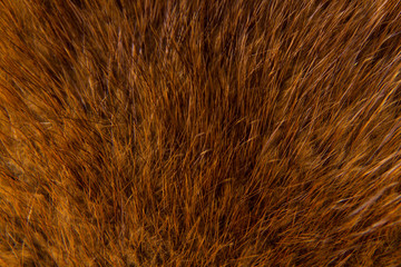 the fur of a musk rat