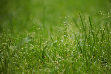 трава на газоне