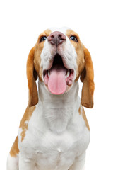 beautiful beagle dog