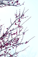 梅