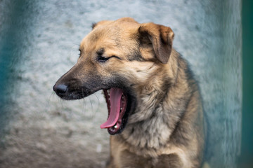 young red-haired dog yawns,  dog guards an object