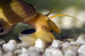 aquarium snail