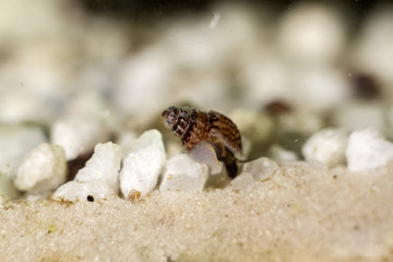 aquarium snails