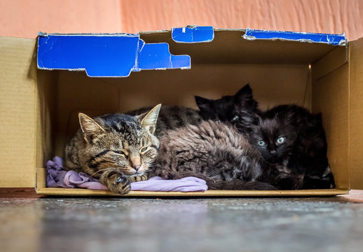  cat with small kittens sleeps in a cardboard box,  cat family