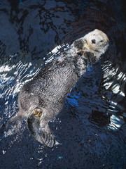 Big otter swims on back in lisbon oceanarium