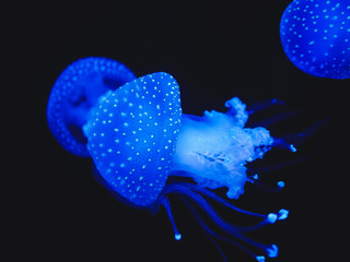 blue jellyfish on deep water. lisbon oceanarium