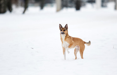dog in the winter park