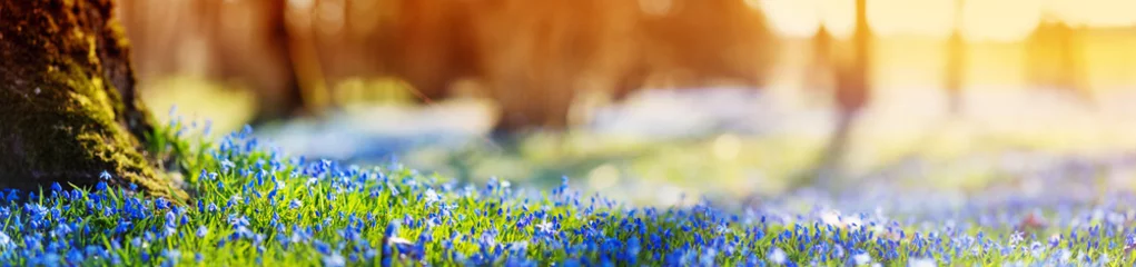 Poster Im Rahmen Panoramablick auf Frühlingsblumen im Park. Scilla-Blüte an einem schönen Morgen mit Sonnenlicht im Wald im April © candy1812
