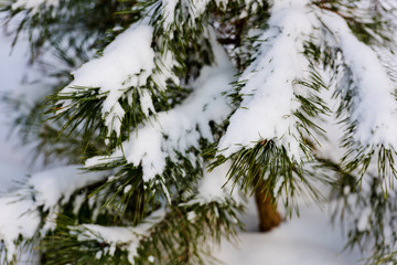 The branches of the pine are covered with white snow.