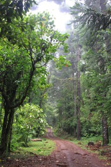 Regenwald in Madagaskar