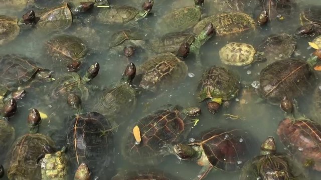 Too many turtles in a pond