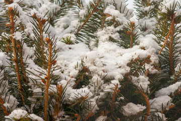 Close up of snow on the branches of spruce