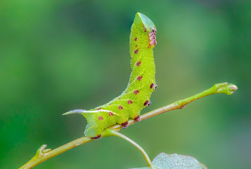 The unusual thick caterpillar of the sphingidae beautifully