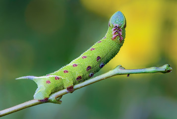 The unusual thick caterpillar of the sphingidae beautifully