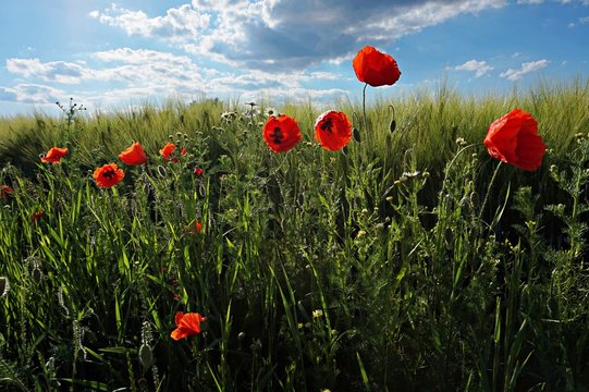 Monblumen