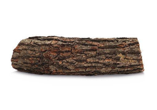 oak stump, log fire wood isolated on white background with clipping path