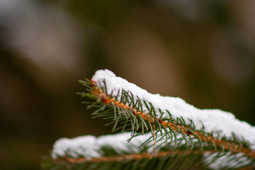 Naklejka na ściany i meble Close up of snow on the branches of spruce