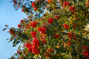 Rowan tree with berry against blue sky.