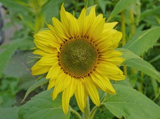 Obraz premium Sonnenblume