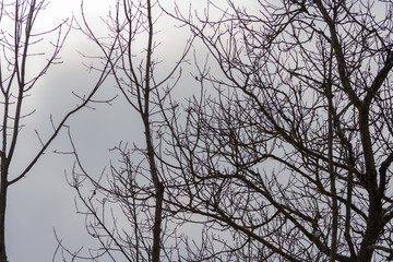 Branches of trees without leaves and sky in the background