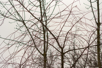 Branches of trees without leaves and sky in the background
