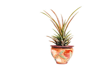 Green potted plant, trees in the cement pot isolated on white background.