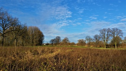 Rheinwiesen und Bäume im Winter vor blauem Himmel