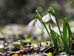 Beautiful snowdrop flowers closeup