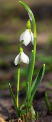 Beautiful snowdrop flowers closeup