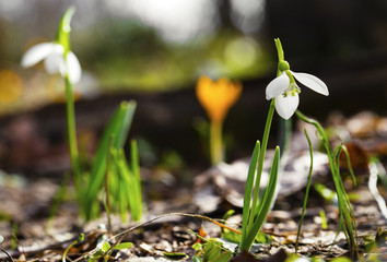 Beautiful spring flowers - snowdrop and yellow crocus closeup