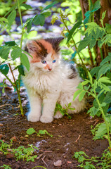 Naklejka na ściany i meble A small blue-eyed kitten on the street.