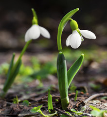 Beautiful snowdrop flowers closeup