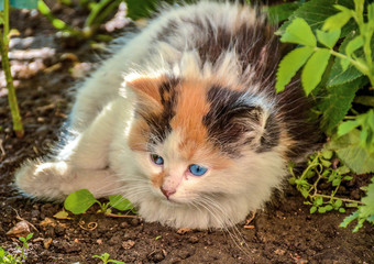 Naklejka na ściany i meble A small blue-eyed kitten on the street.