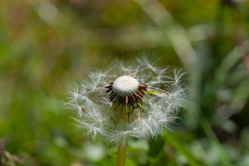 Pusteblume