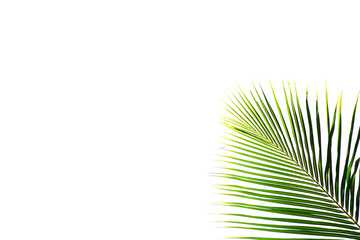Obraz premium palm coconut leaf isolated on white background