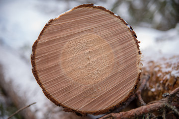 Sawn timber after a harvester in a swedish forest