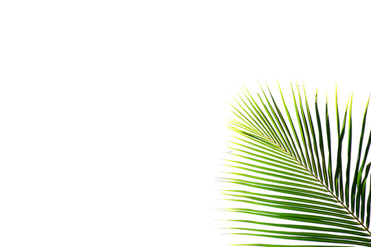 palm coconut leaf isolated on white background