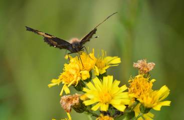 крапивница собирает нектар