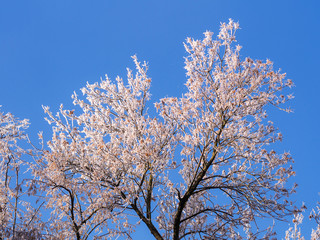 trees in a hoarfrost