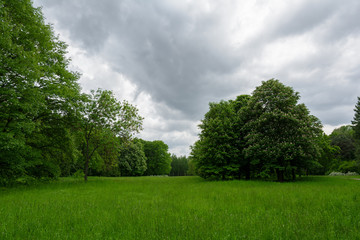 Fototapeta na wymiar Spring landscape with meadow, flowering chestnut and other trees. ..Park 