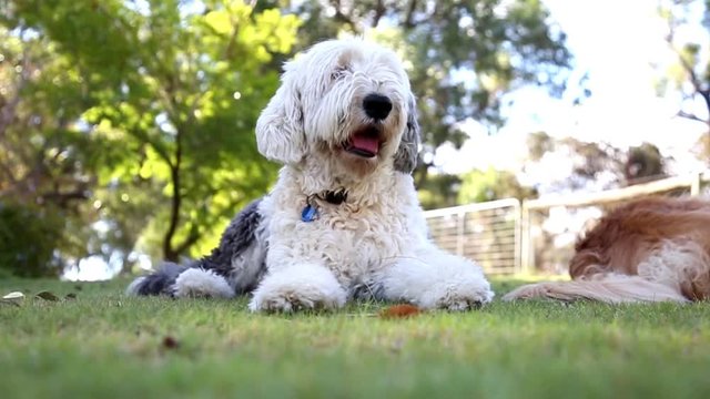 Fluffy Old English Sheepdog