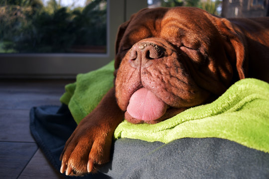 Sleepy Dogue de Bordeaux with hanging tongue
