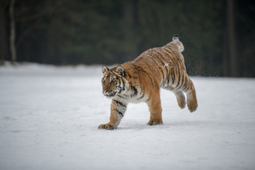 Siberian Tiger in the snow (Panthera tigris)	