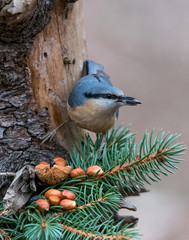 European nuthatch (Sitta europaea) on a tree bark