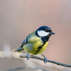 Fototapeta premium The great tit (Parus major) is a passerine bird in the tit family Paridae