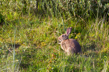 Wildkaninchen (Oryctolagus cuniculus) am frühen Morgen in den Dünen auf der Nordseeinsel Juist in Nordfriesland, Deutschland, Europa.